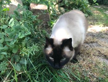 Romy Bild von Romy
