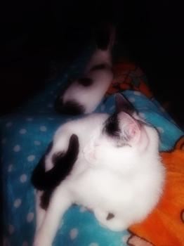 Ringo Bild von Ringo