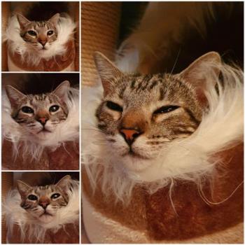 Benji Bild von Benji
