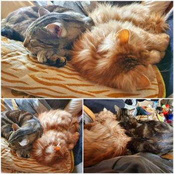 Benji Bild von Benji