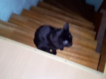 Babush Bild von Babush