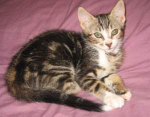 Giulieta Bild von Giulieta