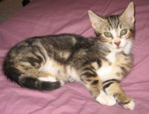 Giulieta Bild von Giulieta