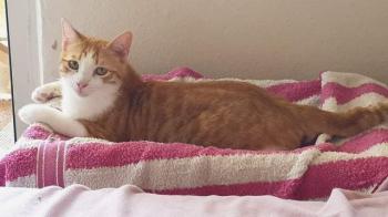 Hazel Bild von Hazel