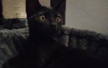 Blacky Bild von Blacky