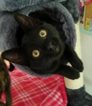 Blacky Bild von Blacky