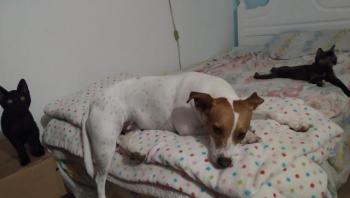Blacky Bild von Blacky