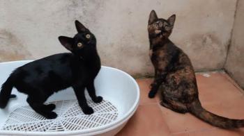 Blacky Bild von Blacky
