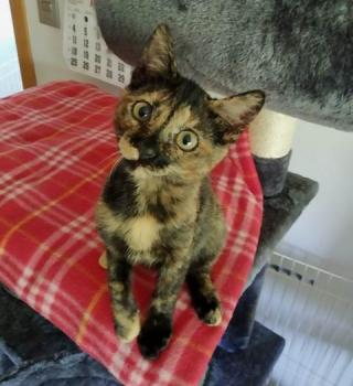 Coco Bild von Coco