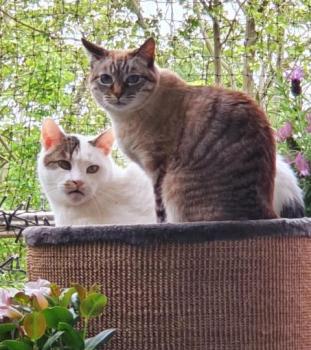 Mausi Bild von Mausi