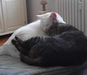 Coton Bild von Coton