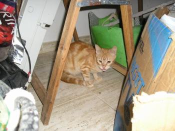 Ruby Bild von Ruby