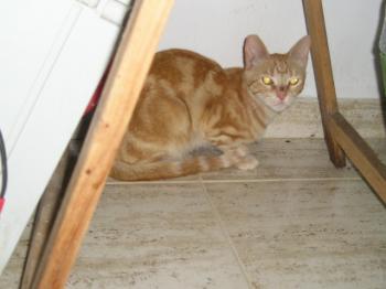 Ruby Bild von Ruby