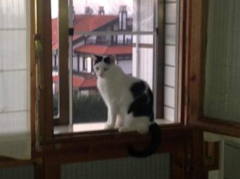 Ronnie Bild von Ronnie