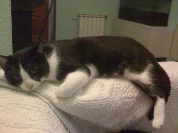 Equis Bild von Equis