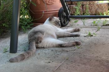 Tatan Bild von Tatan