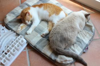 Tatan Bild von Tatan