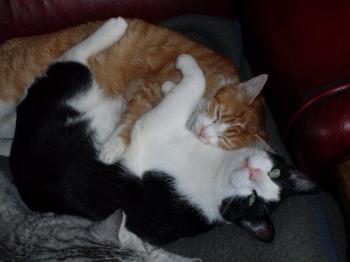 Pitus Bild von Pitus