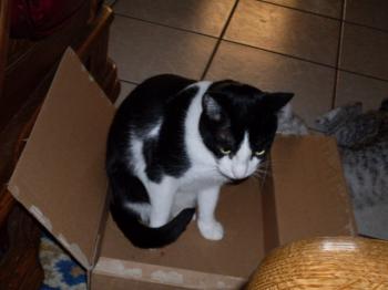 Pitus Bild von Pitus