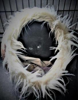Leah Bild von Leah