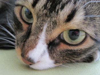 Tyson Bild von Sam