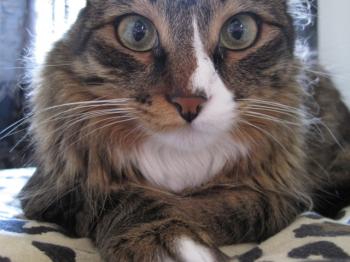 Tyson Bild von Sam