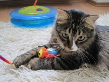 Tyson Bild von Sam