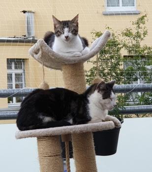 Jowie Bild von Jowie