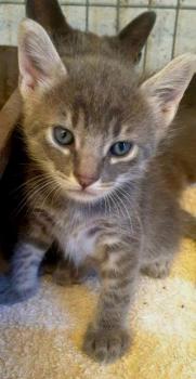 Nala Bild von Nala
