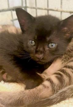 Nala Bild von Nala
