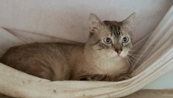 Pinocho Bild von Pinocho