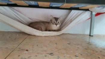 Pinocho Bild von Pinocho