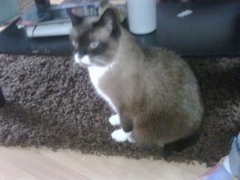 Brownie Bild von Brownie