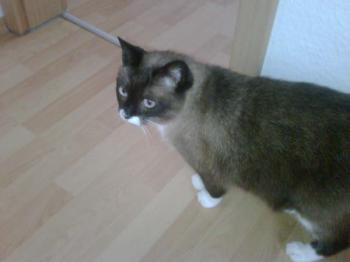 Brownie Bild von Brownie