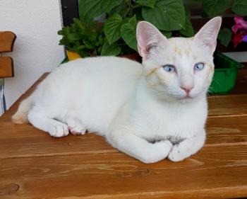 Miel Bild von Miel