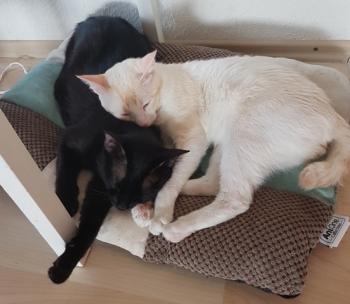 Miel Bild von Miel