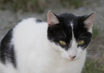 Frijolito Bild von Frijolita