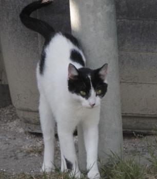 Frijolito Bild von Frijolita