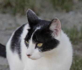 Frijolito Bild von Frijolita