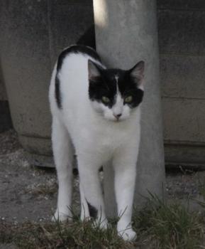 Frijolito Bild von Frijolita