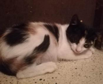 Felisa Bild von Felisa