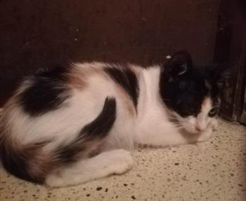 Felisa Bild von Felisa