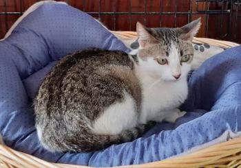 Tabby Bild von Tabby