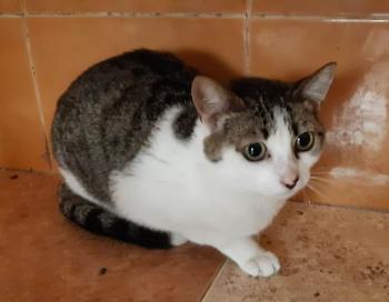 Tabby Bild von Tabby