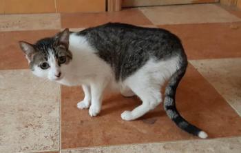 Tabby Bild von Tabby