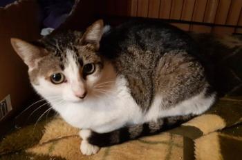Tabby Bild von Tabby
