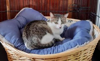 Tabby Bild von Tabby