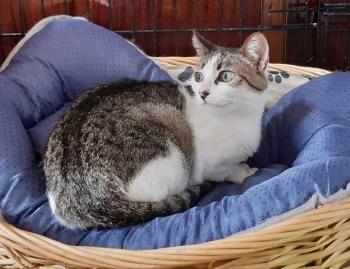 Tabby Bild von Tabby