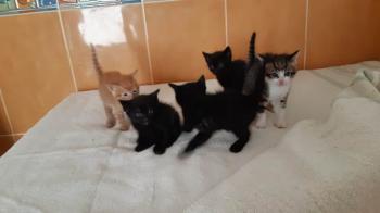 Tabby Bild von Tabby
