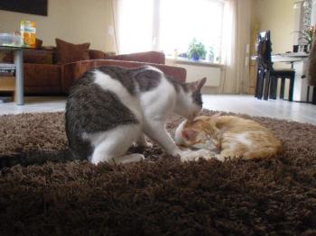 Sugar Bild von Sugar